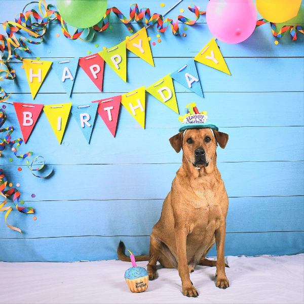 Brown dog wearing birthday hat and sitting in front of birthday backdrop.