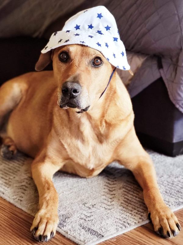 Brown dog wearing hat.