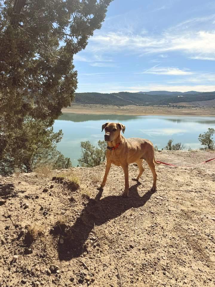 Brown dog posing with lake in background.