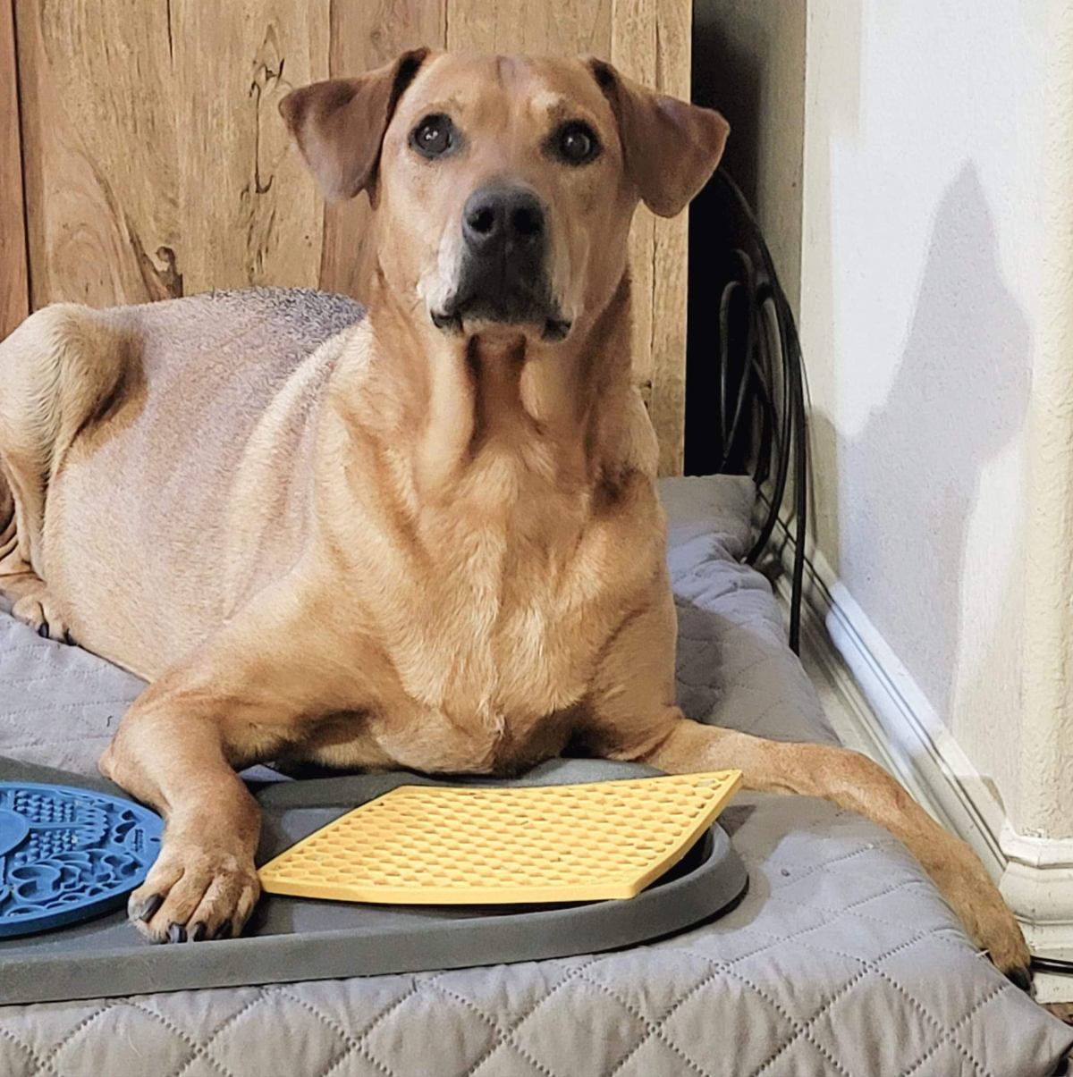 Brown dog with blue and yellow lick mats.