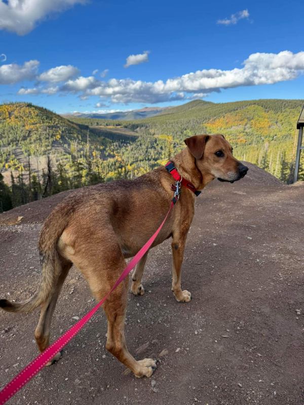 Brown dog with red collar and leash looking at mountains.