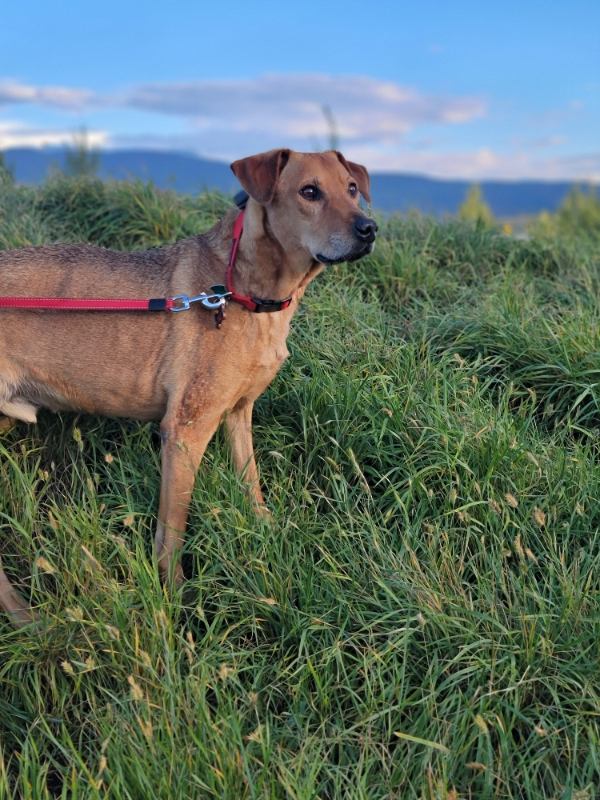 Brown dog standing in meadow.