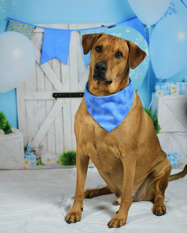 Brown dog wearing blue bandana in front of decorative backdrop.