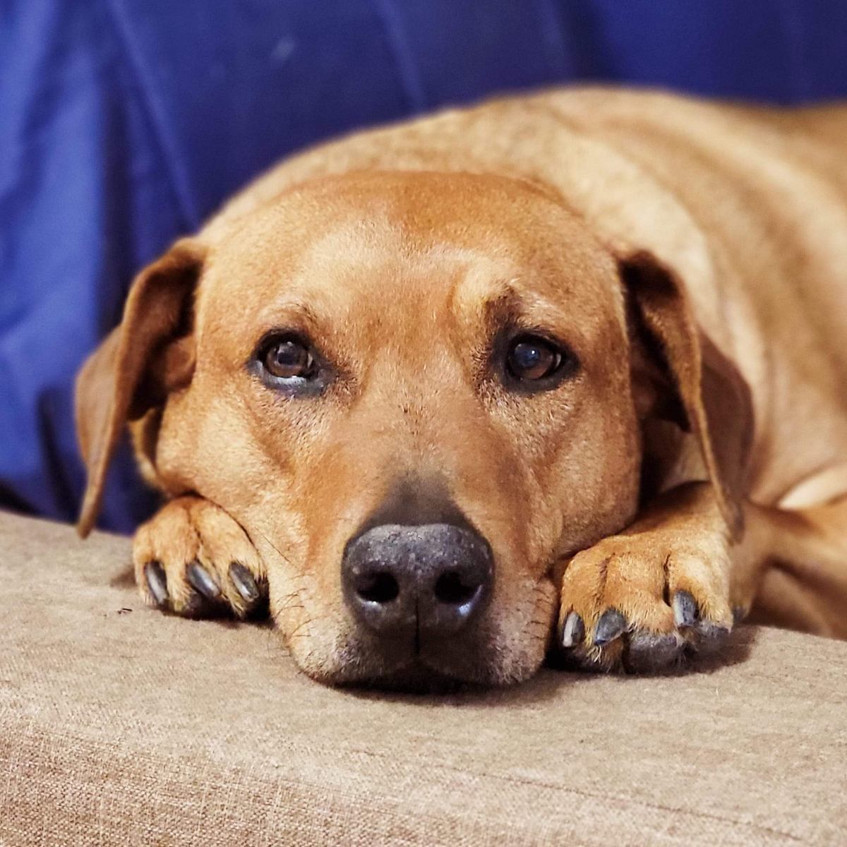 Brown dog looking at camera.