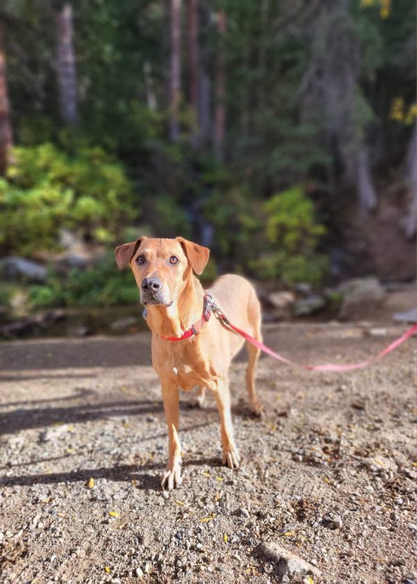Brown dog standing in front of trees.